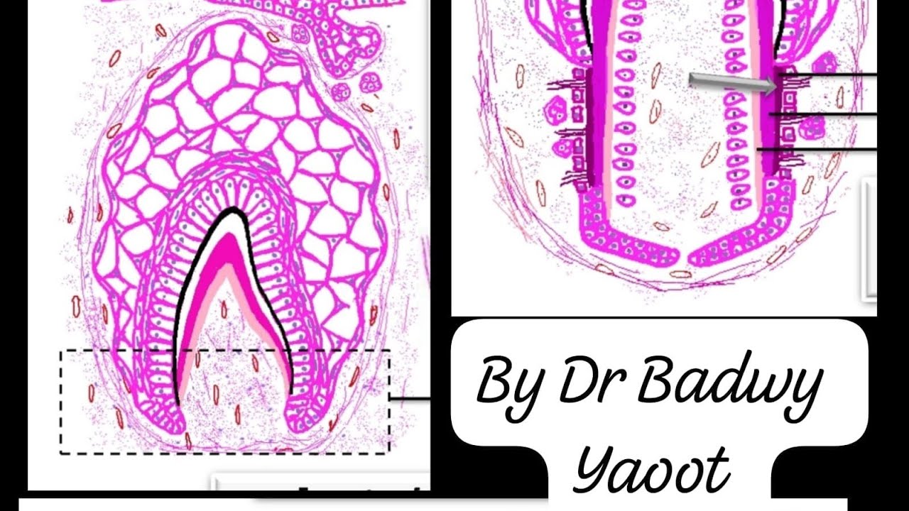 Root Formation part 1