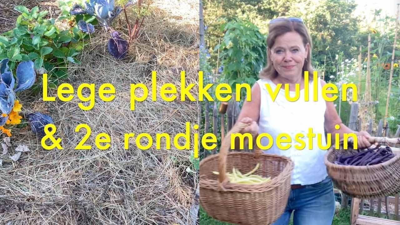 Ini's Moestuin #153 Juli: lege plekken opvullen  met groenten/groenbemesters & 2e rondje moestuin.