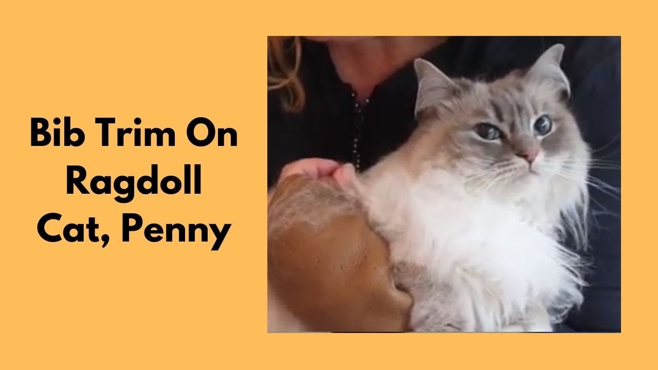 Ragdoll Cat - Bib Trim