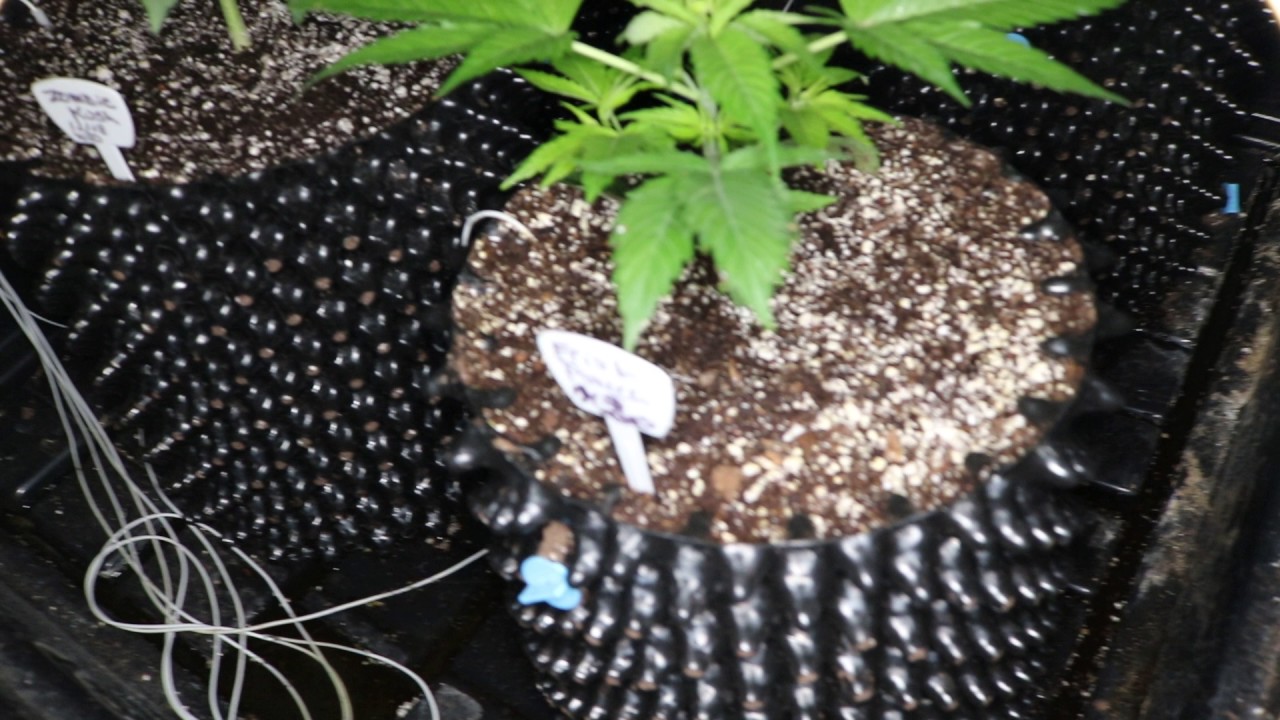 grow season 9 (  CLONES from season 8 ) REMO NUTRIENTS,MAMMOTH P