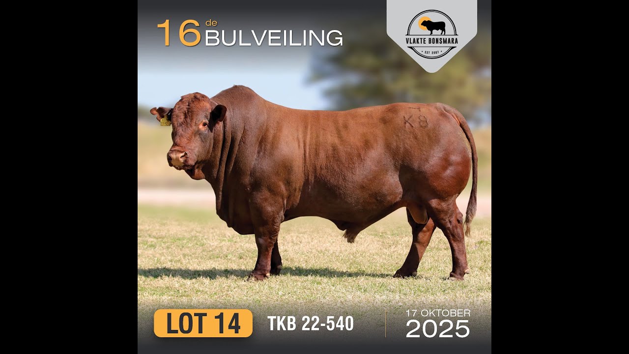TKB verkoop bul vir R800 000 tydens 16de Vlakte Bulveiling