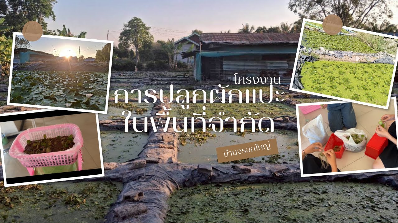 โครงงานการปลูกผักแปะในพื้นที่จำกัด นักศึกษาชั้นปีที่ 2 มหาวิทยาลัยราชภัฏบุรีรัมย์