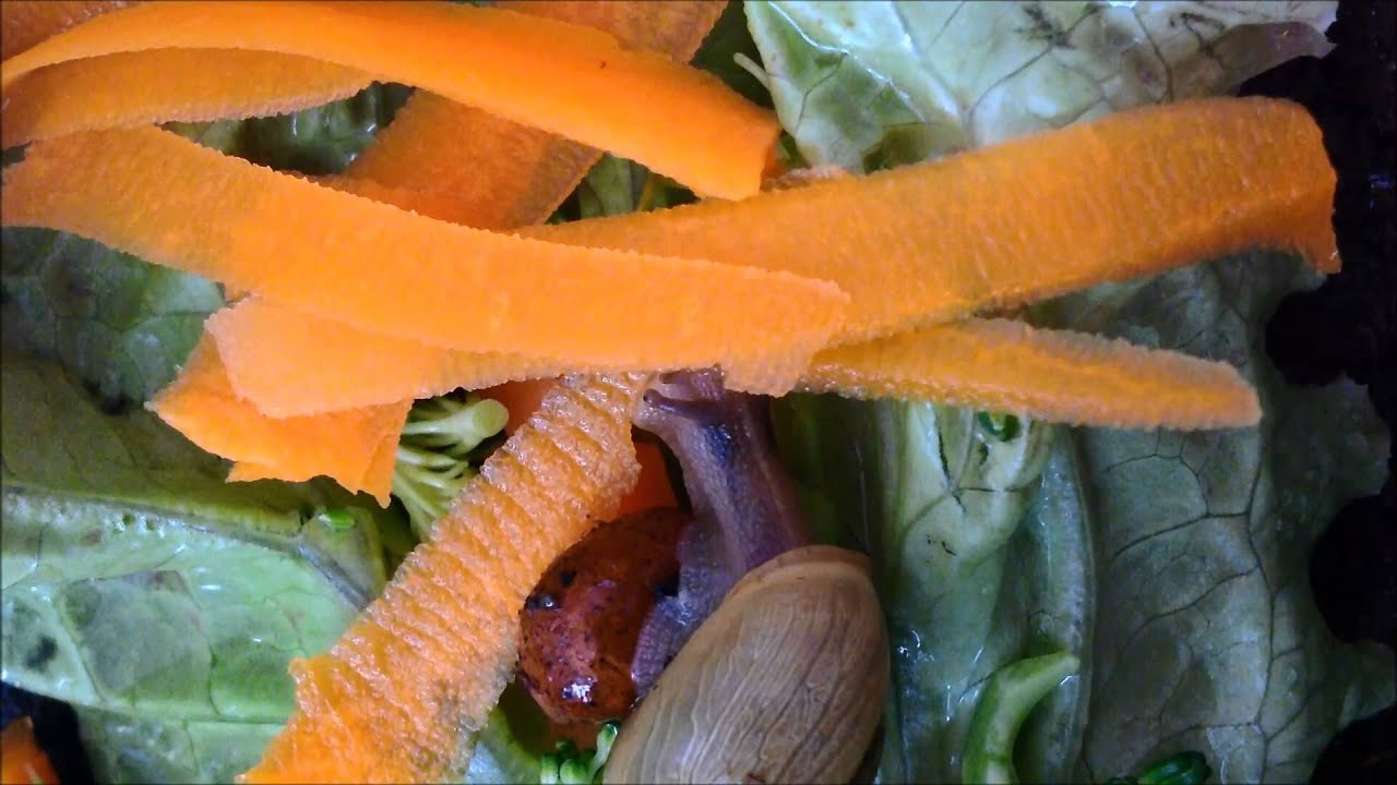 Snails are awesome. Watch Ghostmourn eat carrots in HD