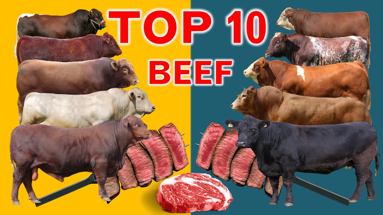 Top 10  Cattle Beef Breeds | Highest Average Daily Gain the World from Weaning to Yearling Age