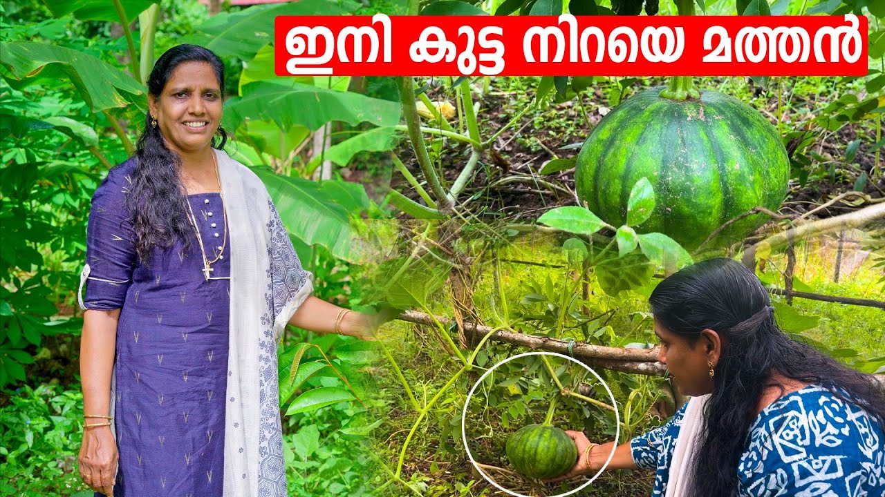 ചാരം ഇങ്ങനെ ചേർത്താൽ മത്തൻ 100 മേനി | Mini's Lifestyle