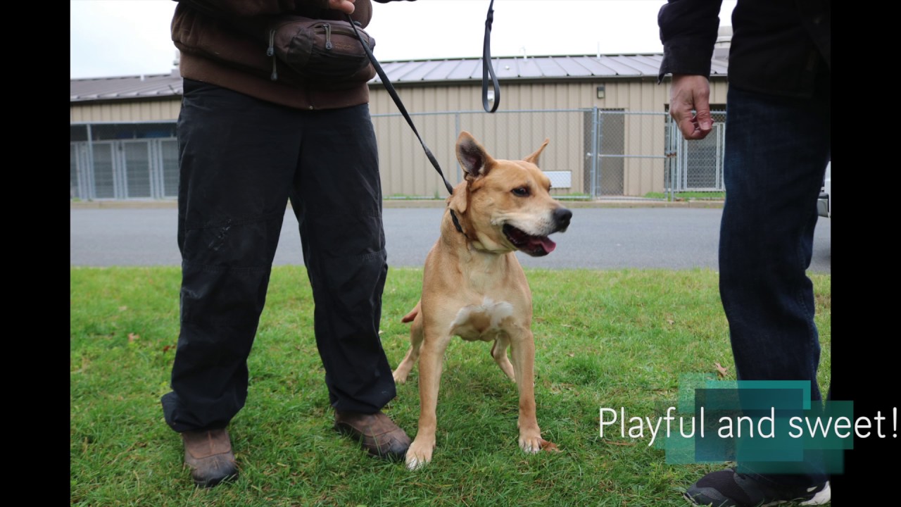 Magic 98 3's Kennel Club: Adopt Dutchess Today!