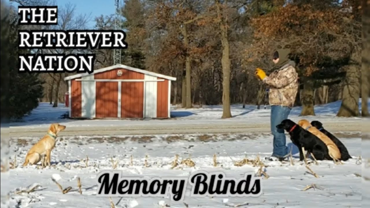 Memory Blinds~Teaching Blinds~Lining Drills~The Retriever Nation