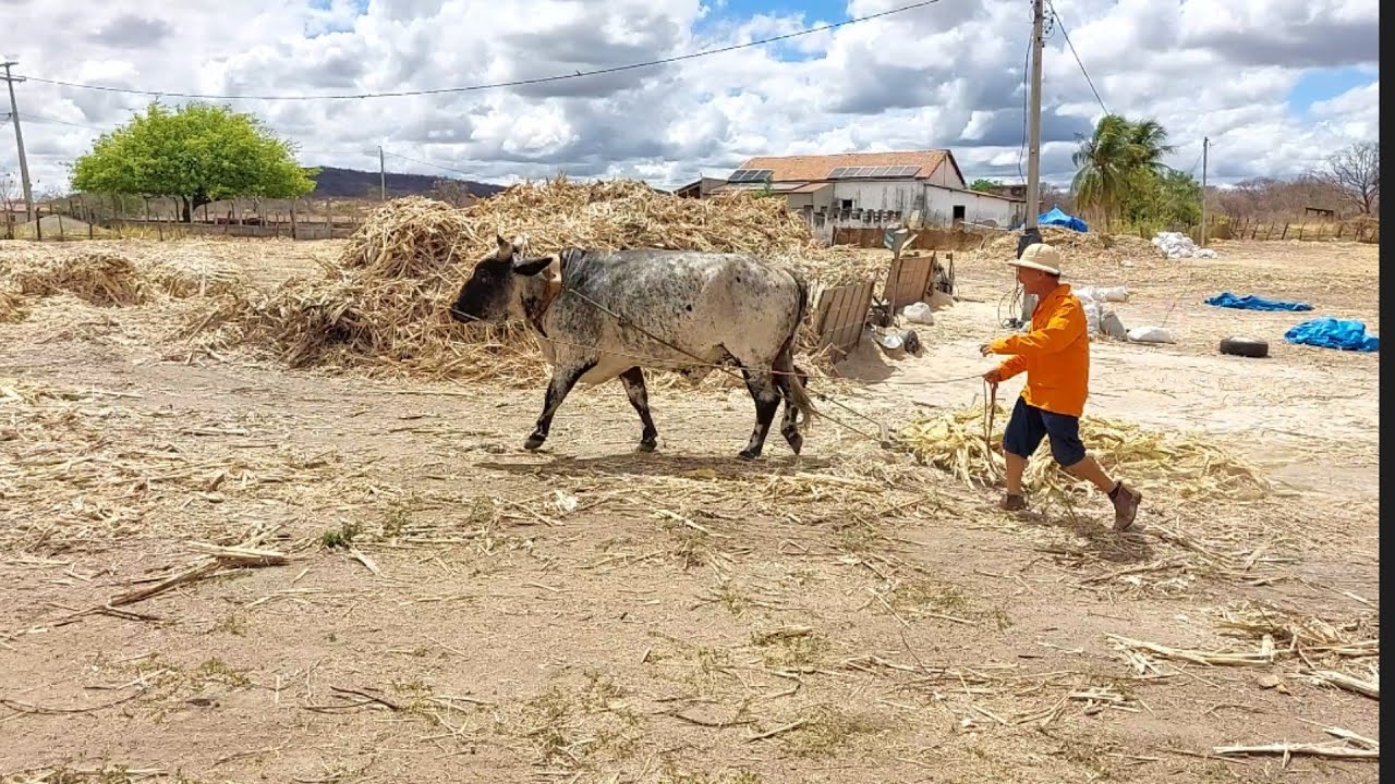bastidores  !! Seu Mané não saber trabalhar no engenho de cana !!