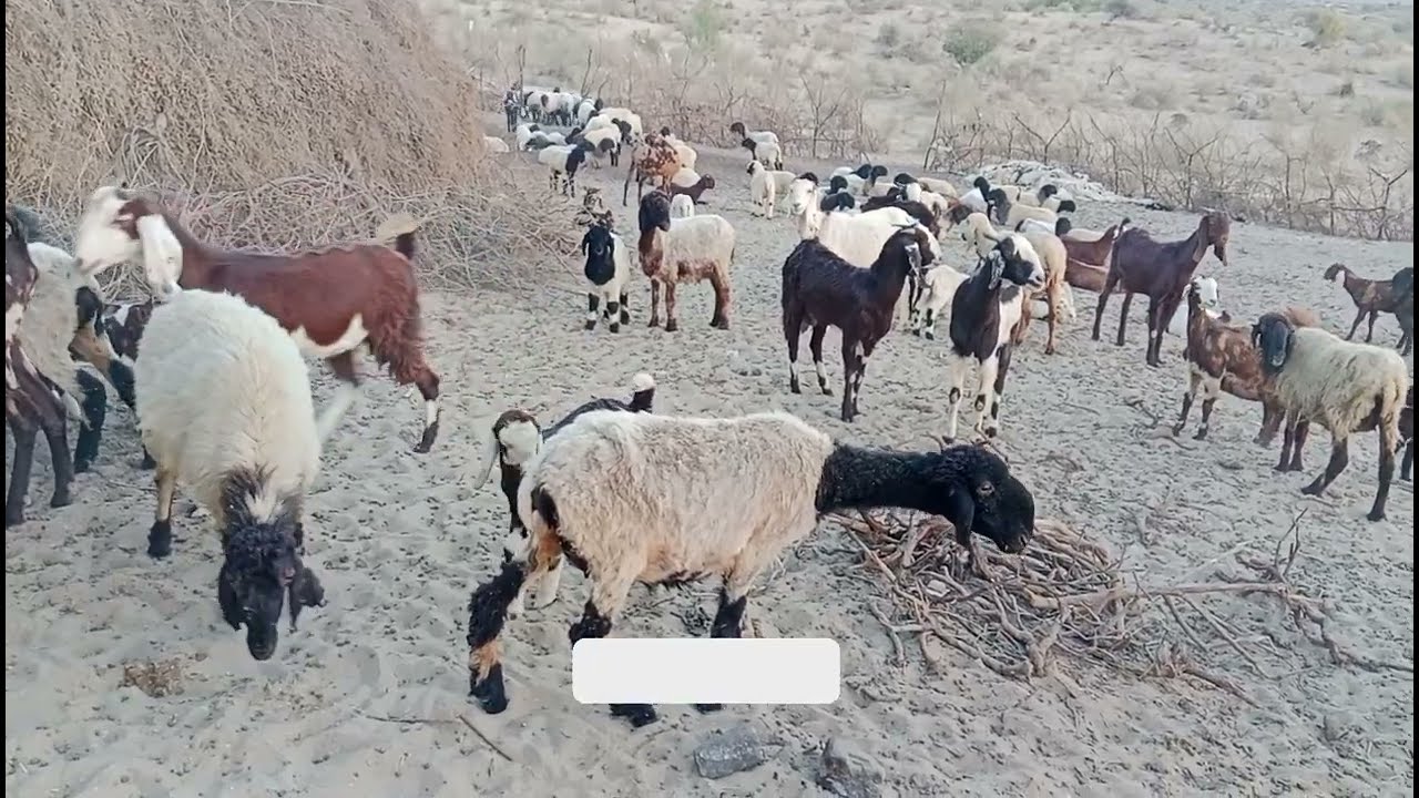 Animals Farm: Goat and Sheep Farm Beautiful Moments | Animals Farm Moments