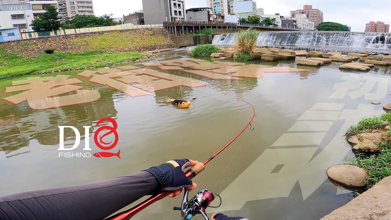 探索✅釣點－老街溪找大物 🐟 DIO魚Fishing － 鯰魚 泰國鱧 線鱧 鮕呆 老街溪