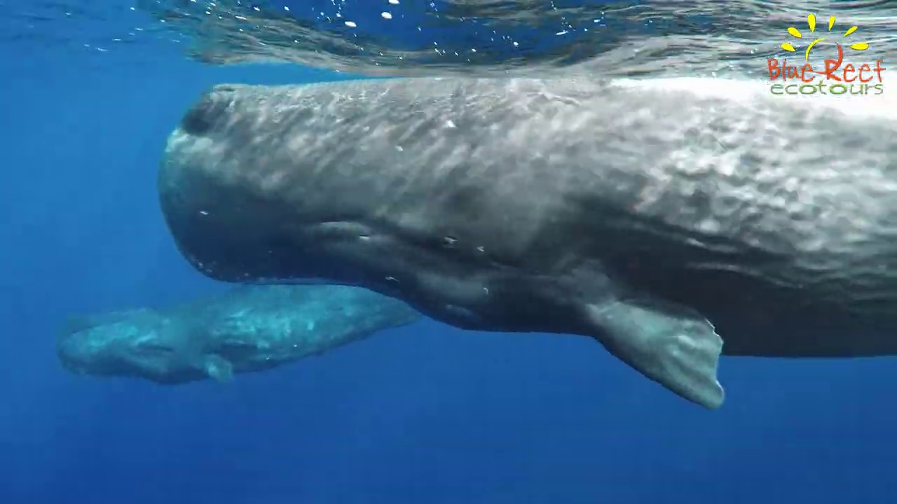 #baleine #ilemaurice #love #instagood