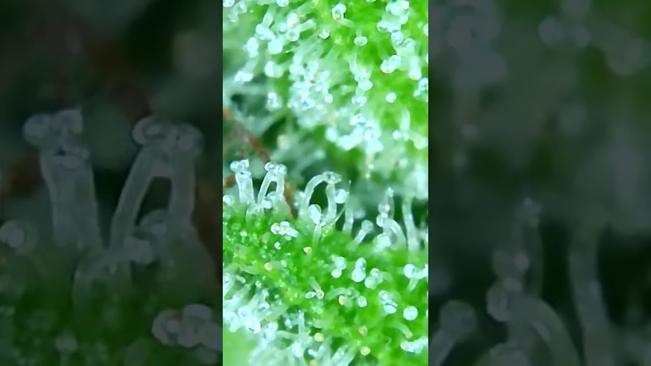 trichomes Dec