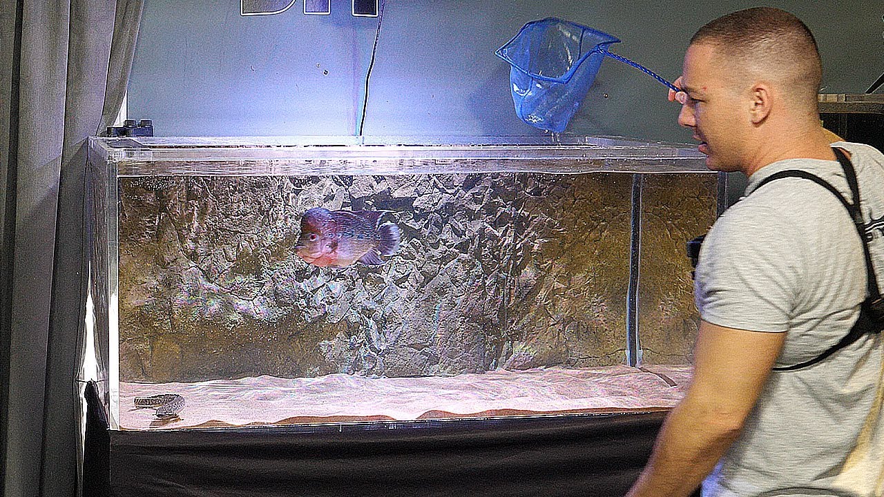 Frank's Tank