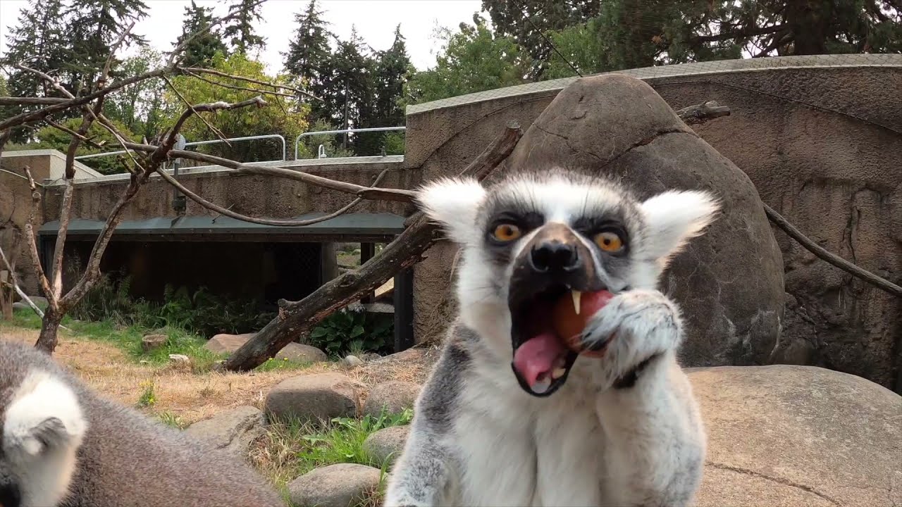 Leaping Lemurs Love To Snack And Play