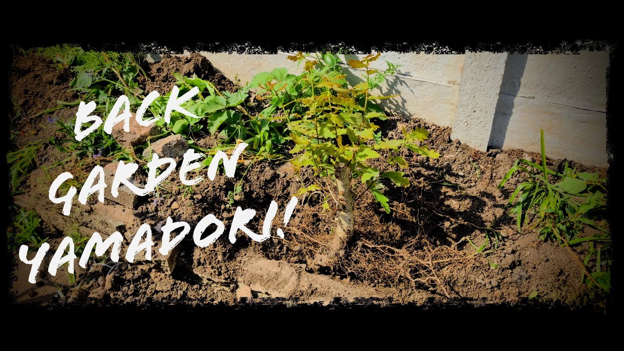 Digging Up an Oak Tree for Bonsai – Backyard Yamadori!