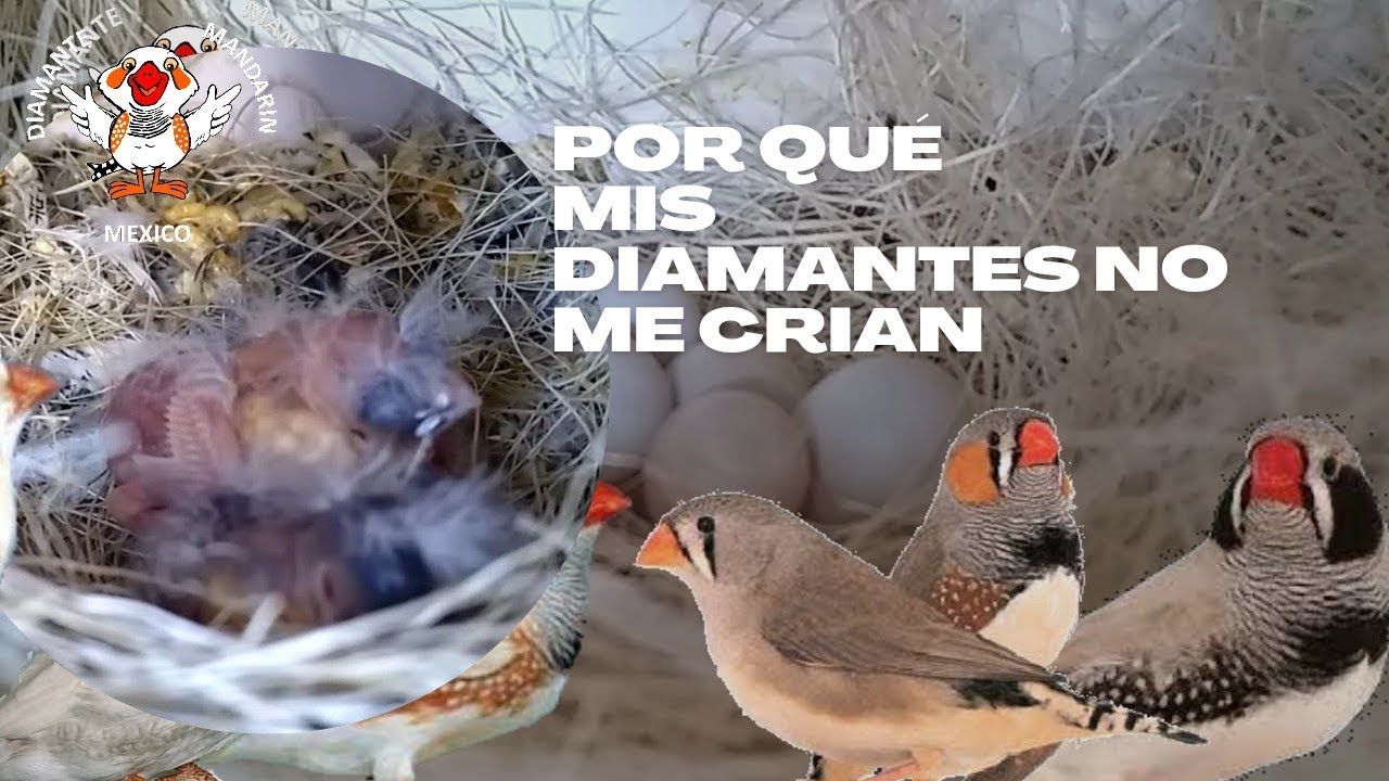 Porqué mis diamantes no crían