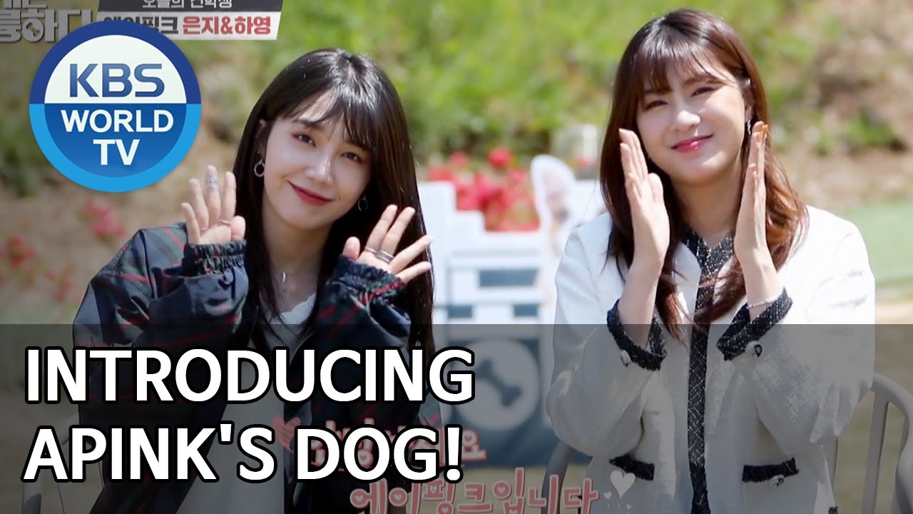 Introducing Apink's dog! [Dogs are incredible/ENG/2020.06.03]