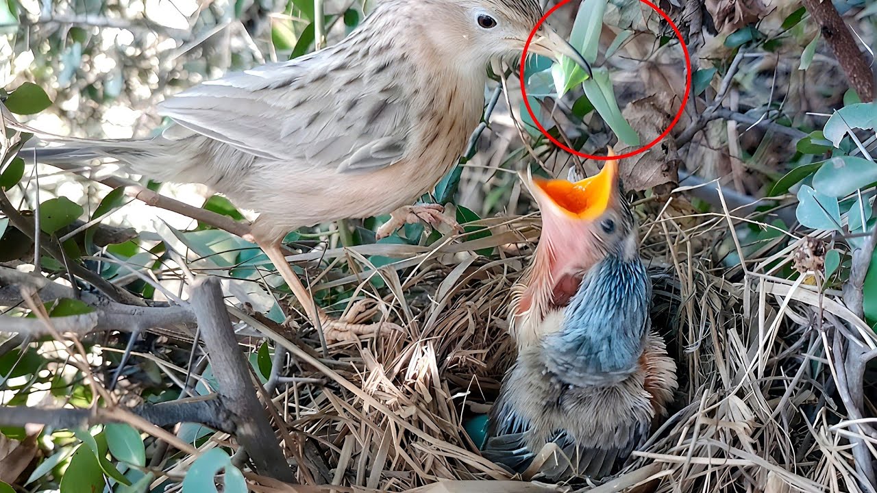 Hungry Nestling Stretching High While Parent Bird Watches!