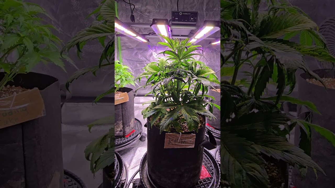 Kush Berry Moonrock Fem Auto Day 22 #msnl #fertilab
