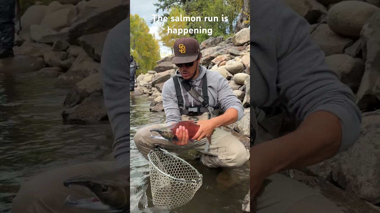 The Colorado salmon run has started #colorado #fishing #salmonrun #salmon
