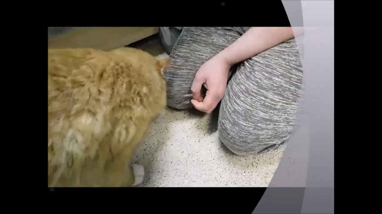 Showing you our adoptable dogs & cats. Introducing PORK CHOP!