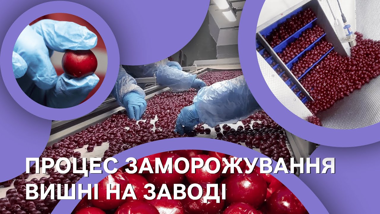 Як відбувається процес заморожування вишні на заводі| Академія Ягідництва