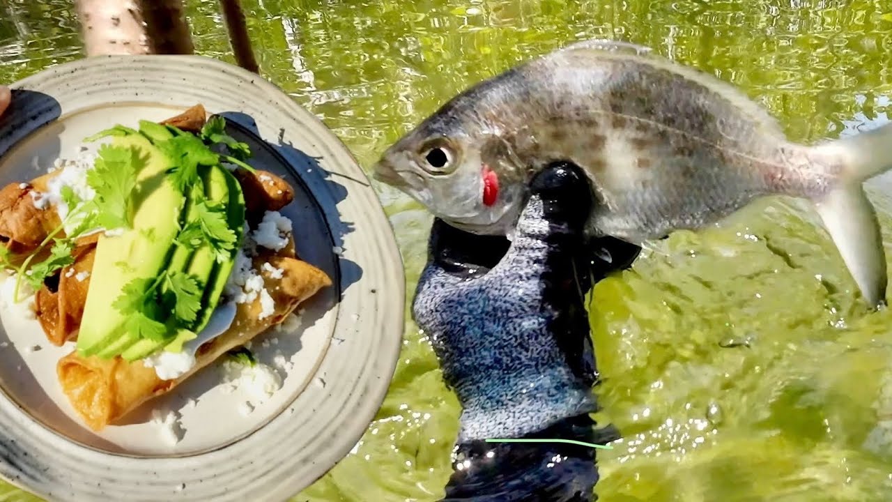 Spearing UNDERUTILIZED FISH for Mexican TAQUITOS!