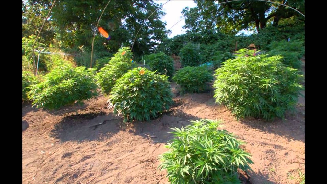 The Garden of Weeden Part 1.wmv