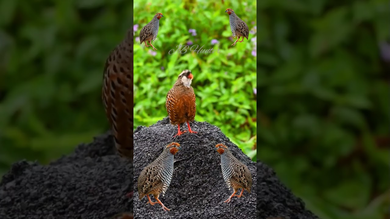 Bush Quail call sound #voice #sound #shortvideo #duckhunting #birds #quail #hunter #beauty #shorts