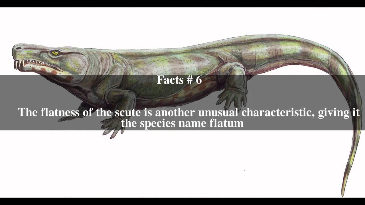 Jiyuanitectum Top # 10 Facts
