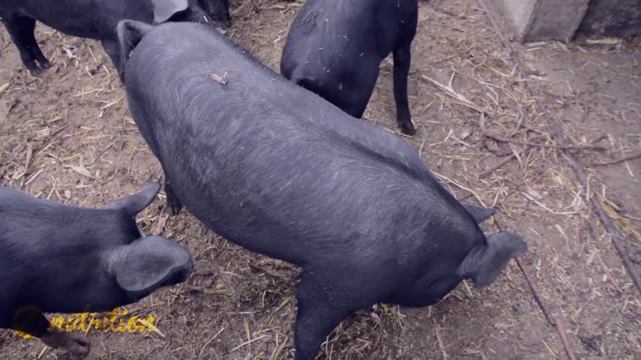 AGRITURISMO LA DIMORA DEI CAVALIERI - VAGLIO DI BASILICATA (PZ)