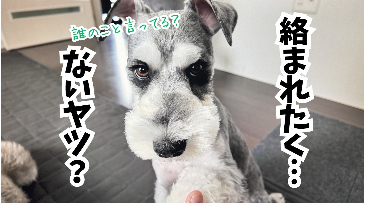 【愛犬の日常】天然やんちゃ王子に絡まれたら、ちょっと大変かも・・・w
