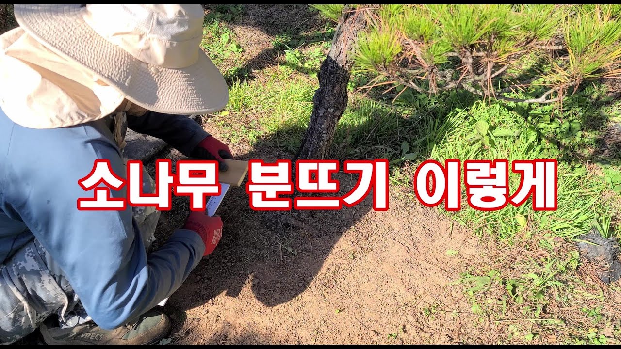 가을 소나무 이식, 소나무 분뜨기, 분감기, 소나무 옮기기