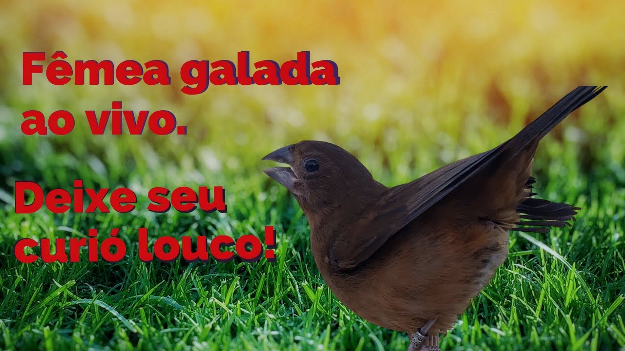 Piado de fêmea de curió para foguear!
