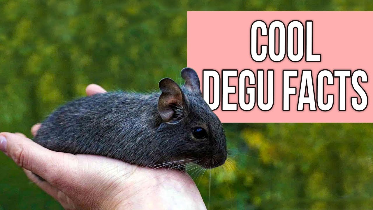 Ciekawe fakty o koszatniczce, kt&oacute;re chciałbyś poznać!