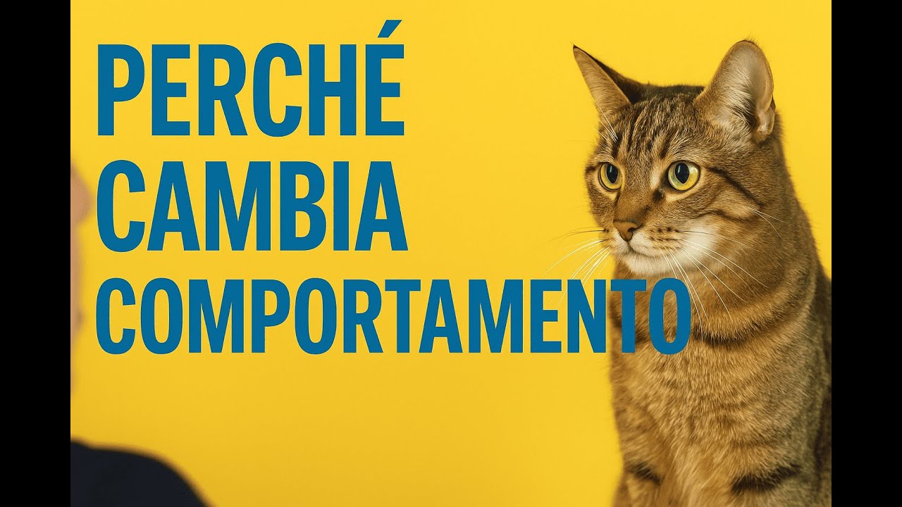 Il tuo gatto oggi è diverso? Ecco perché | Come il gatto legge l’ambiente e le nostre emozioni.