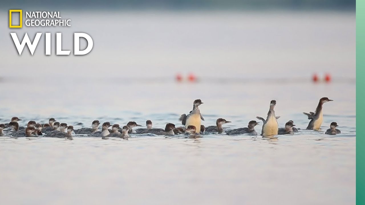 Why This Mama Duck Has Her Ducklings in a Row&mdash;All 76 of Them | Nat Geo Wild