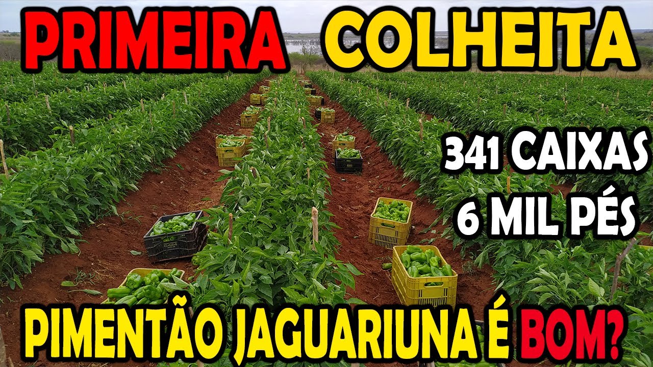 PRIMEIRA COLHEITA DO PIMENTÃO JAGUARIÚNA ! É BOM?