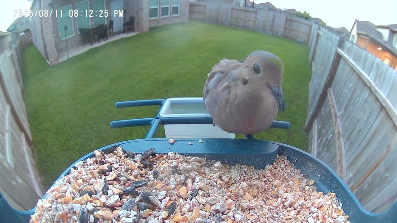 A Lil' Snack Just Before Sunset 🕊️ Birds of Houston