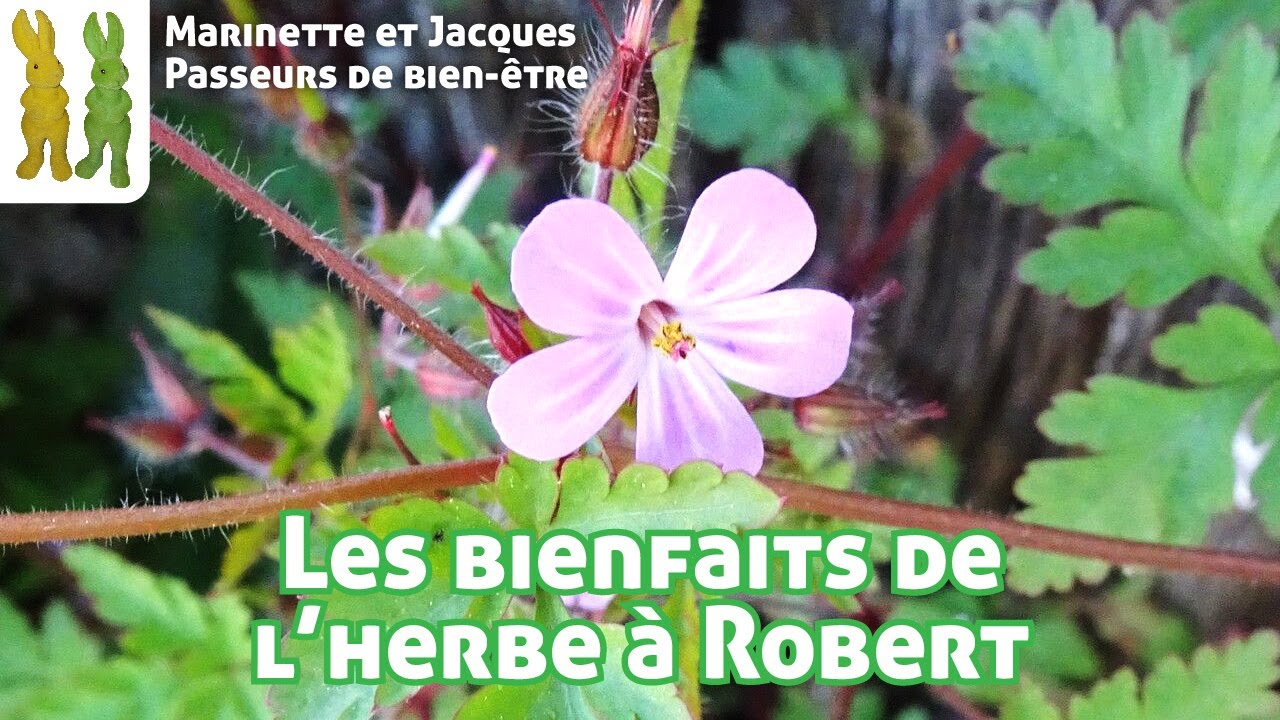 Les bienfaits de l'Herbe à Robert - Geranium robertianum - Les visites de Spagyrusz.