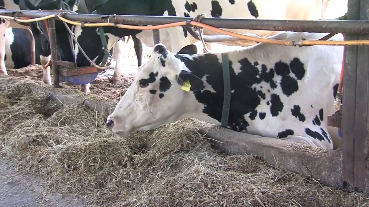 Dica Técnica: Silagem de milho reidratado (27/04/19)