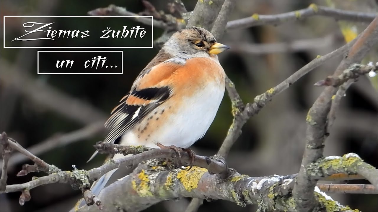 Putni,  Savvaļas putni. Ziemas žubīte. Žubīte.  Dižknābis. Zaļžubīte. Ziema.