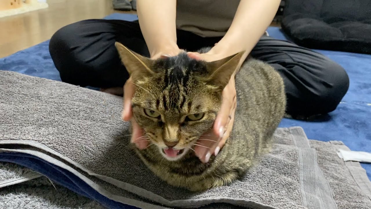 嫁がバスタオルを占領する凶暴猫を触った結果...