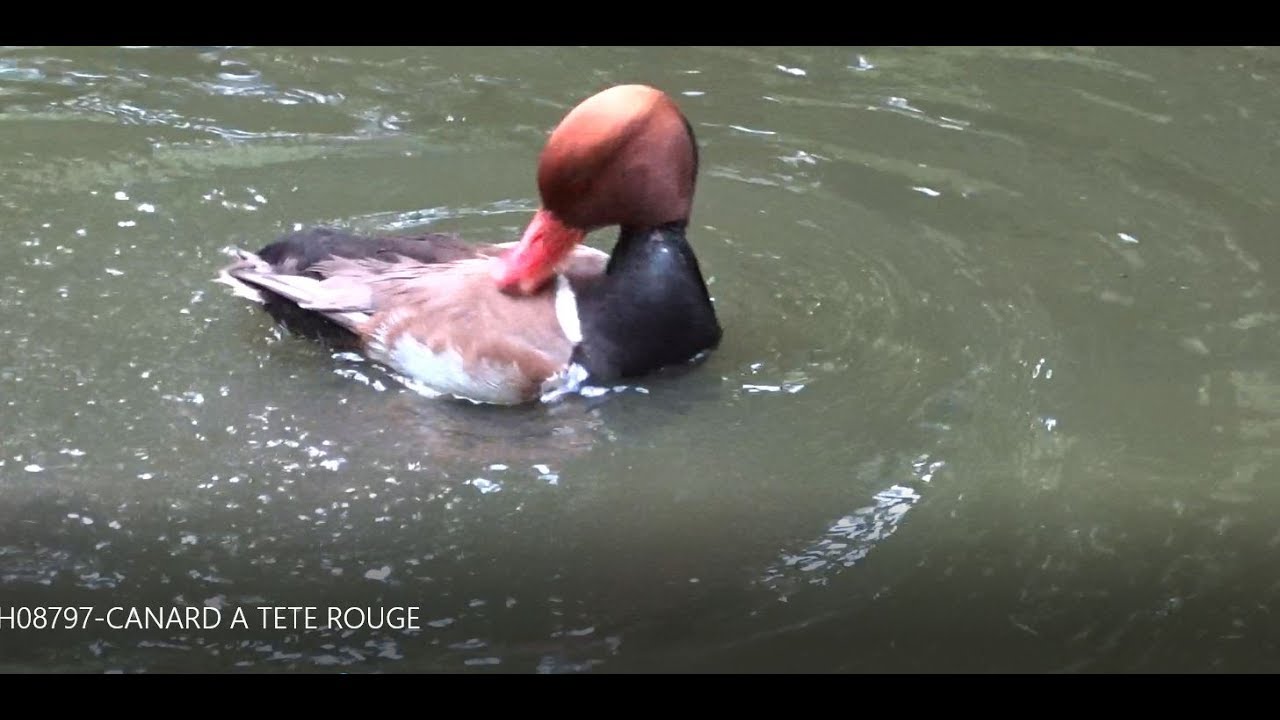 Canard Nette Rousse -  Zoo d'Upie (Drôme)  France