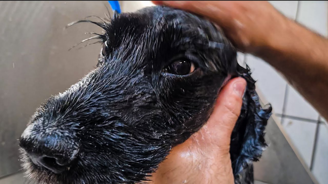 COCKER SPANIEL Grooming Transformation