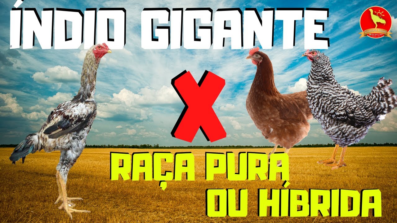 Quais os melhores CRUZAMENTOS entre RAÇAS PURAS e HÍBRIDAS.