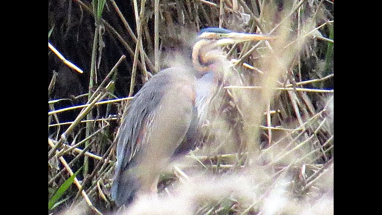Purple heron, little bittern, and nest of coots with chickens in Jarama.