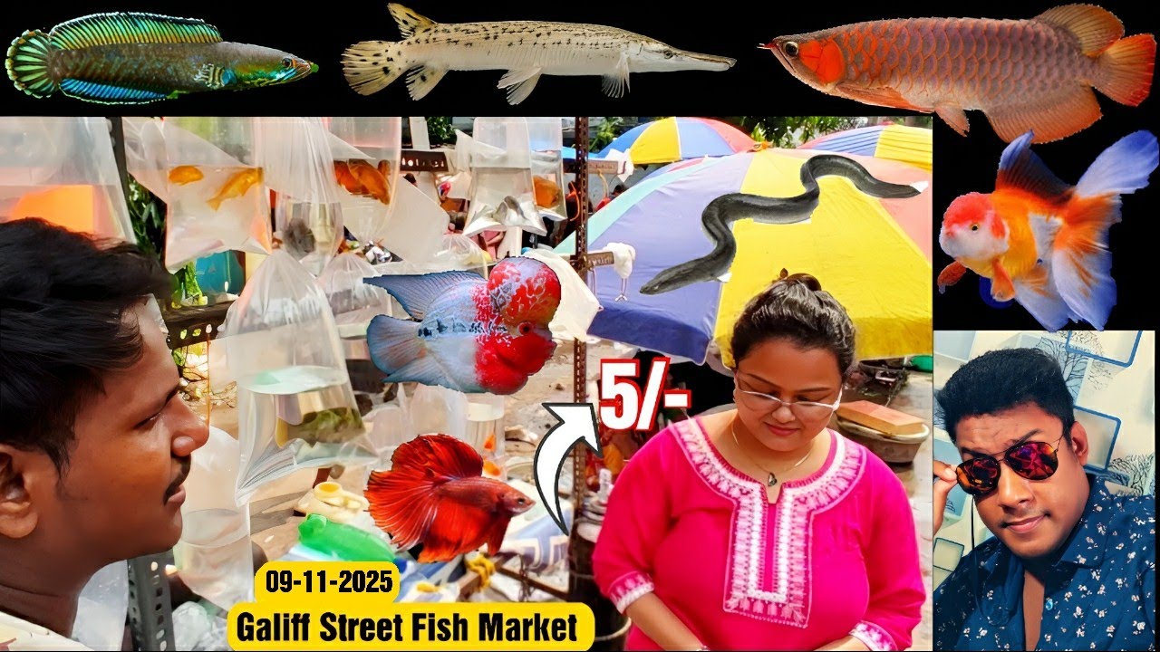 Recent Aquarium Fish Price Update | Galiff street Fish Market | Galiff Street new video 09-11-2025