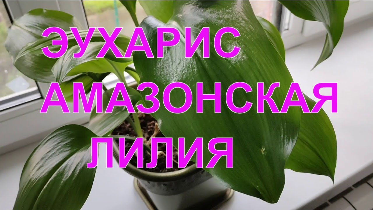 Эухарис после пересадки/Комнатные цветы обзор/Град