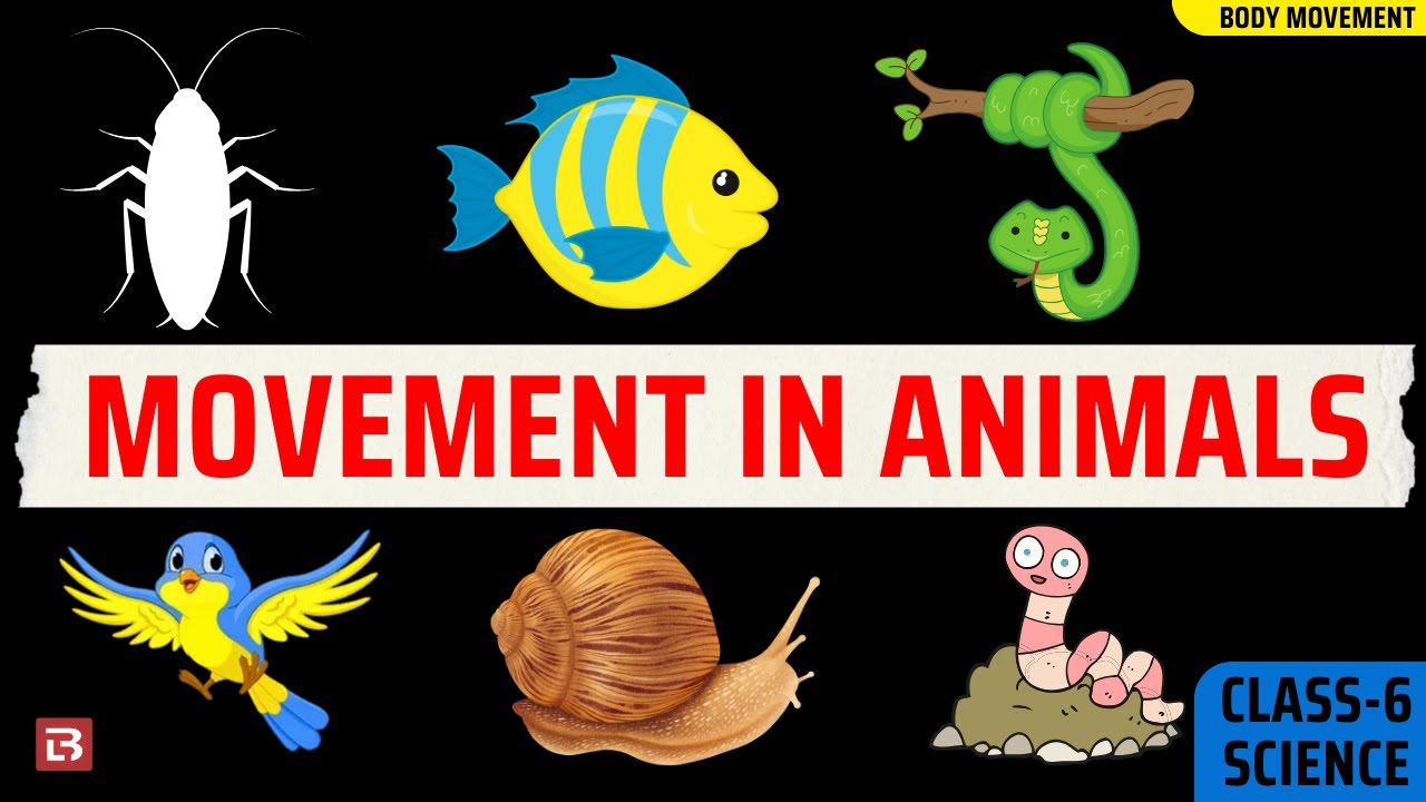Body Movements| Class 6 : SCIENCE| Movement in Animals | CBSE / NCERT
